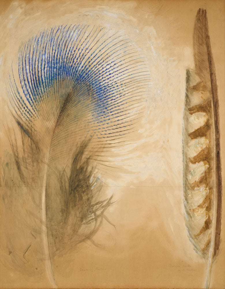 Peacock and Falcon Feathers - by John Ruskin