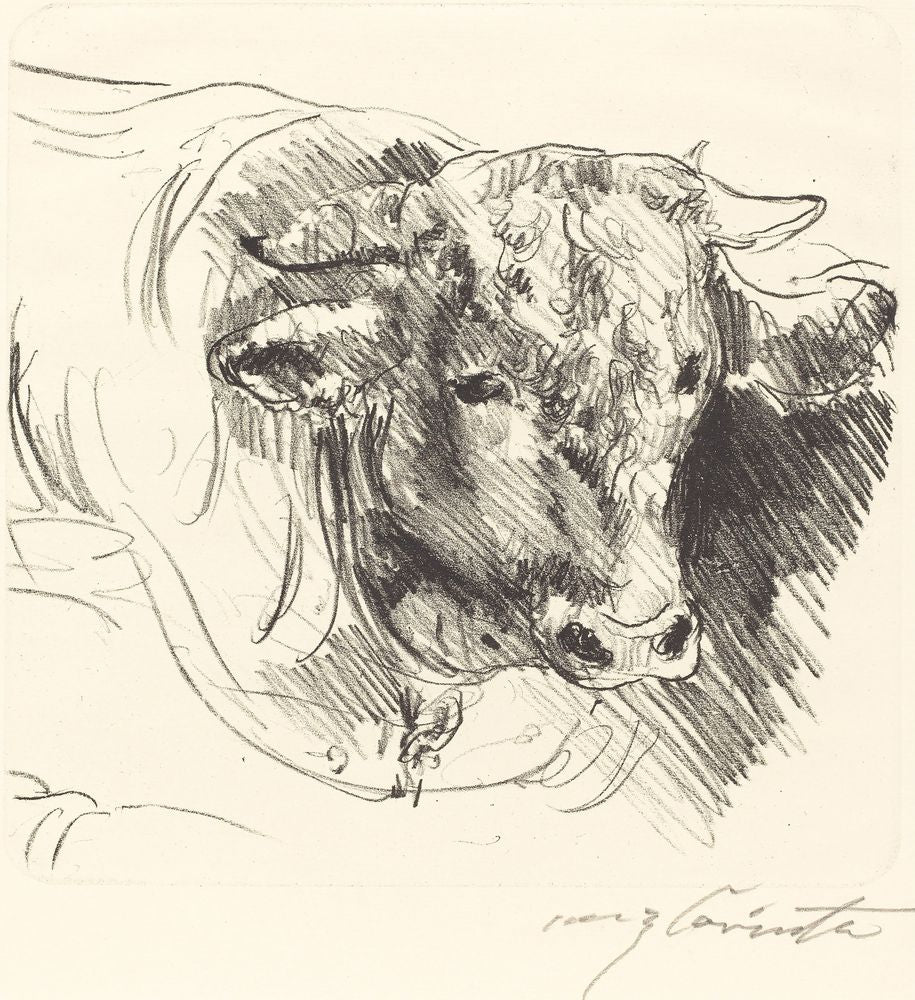 Head of a Steer (Stierkopf) - by Lovis Corinth