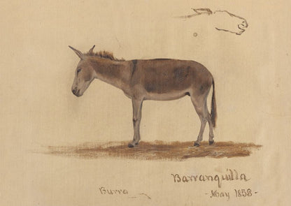 A Donkey, Baranquilla, Columbia - by Frederic Edwin Church