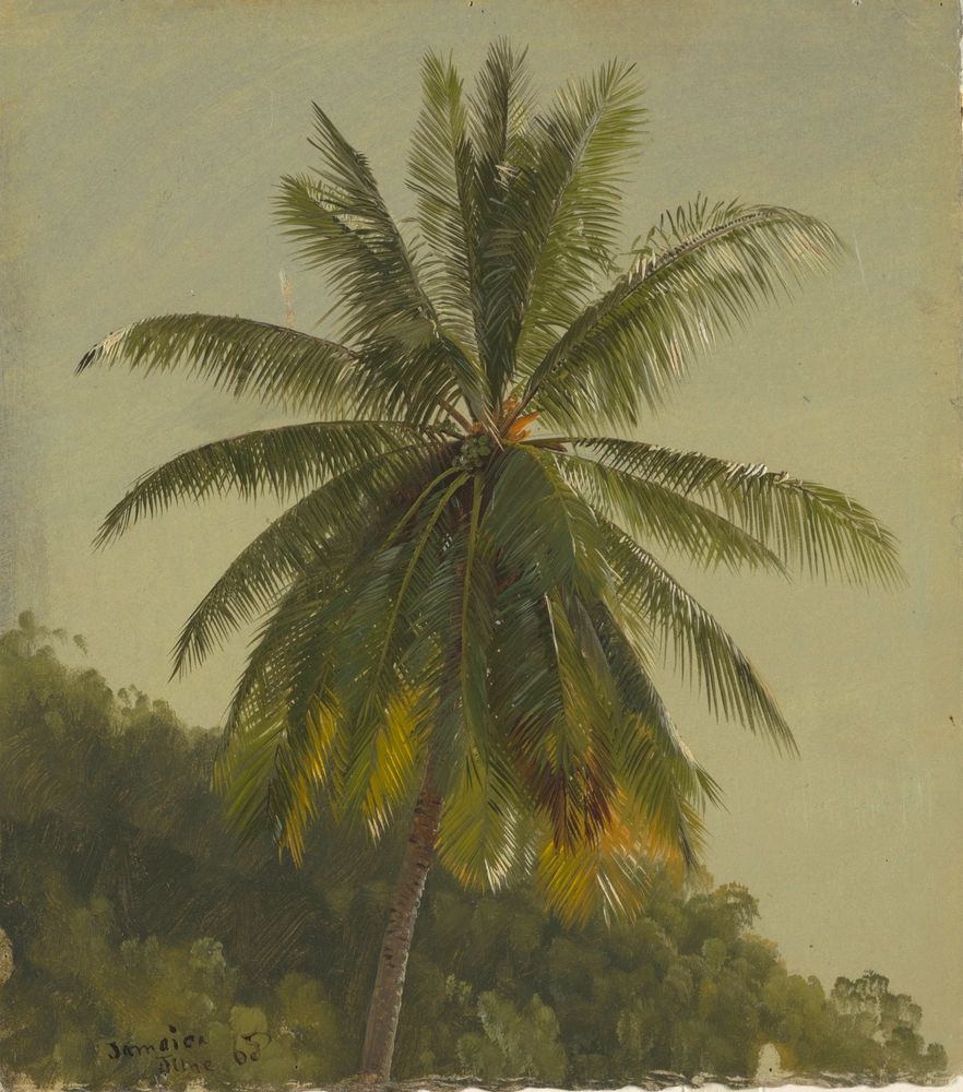 Palm Trees, West Indies, June 1865 - by Frederic Edwin Church