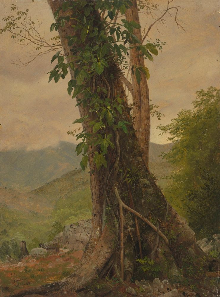 Tree with Vines, Jamaica, West Indies - by Frederic Edwin Church