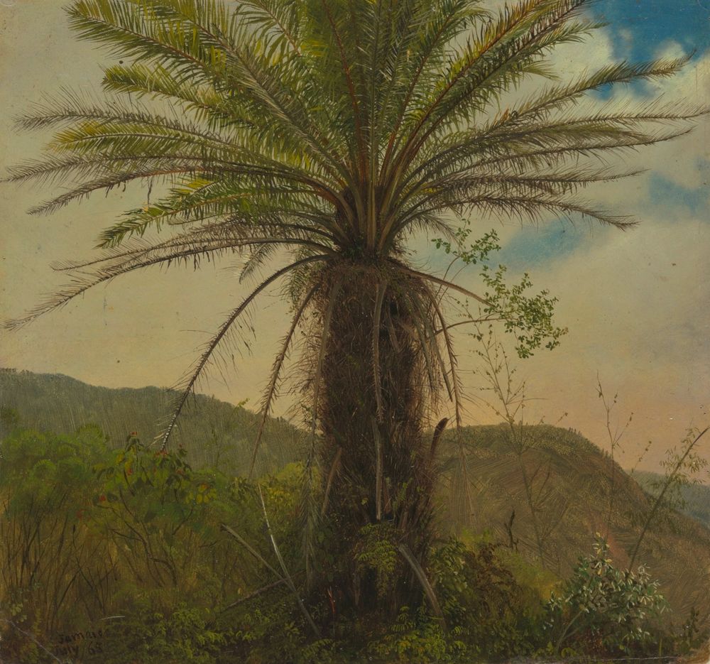 Tree Fern, Jamaica - by Frederic Edwin Church