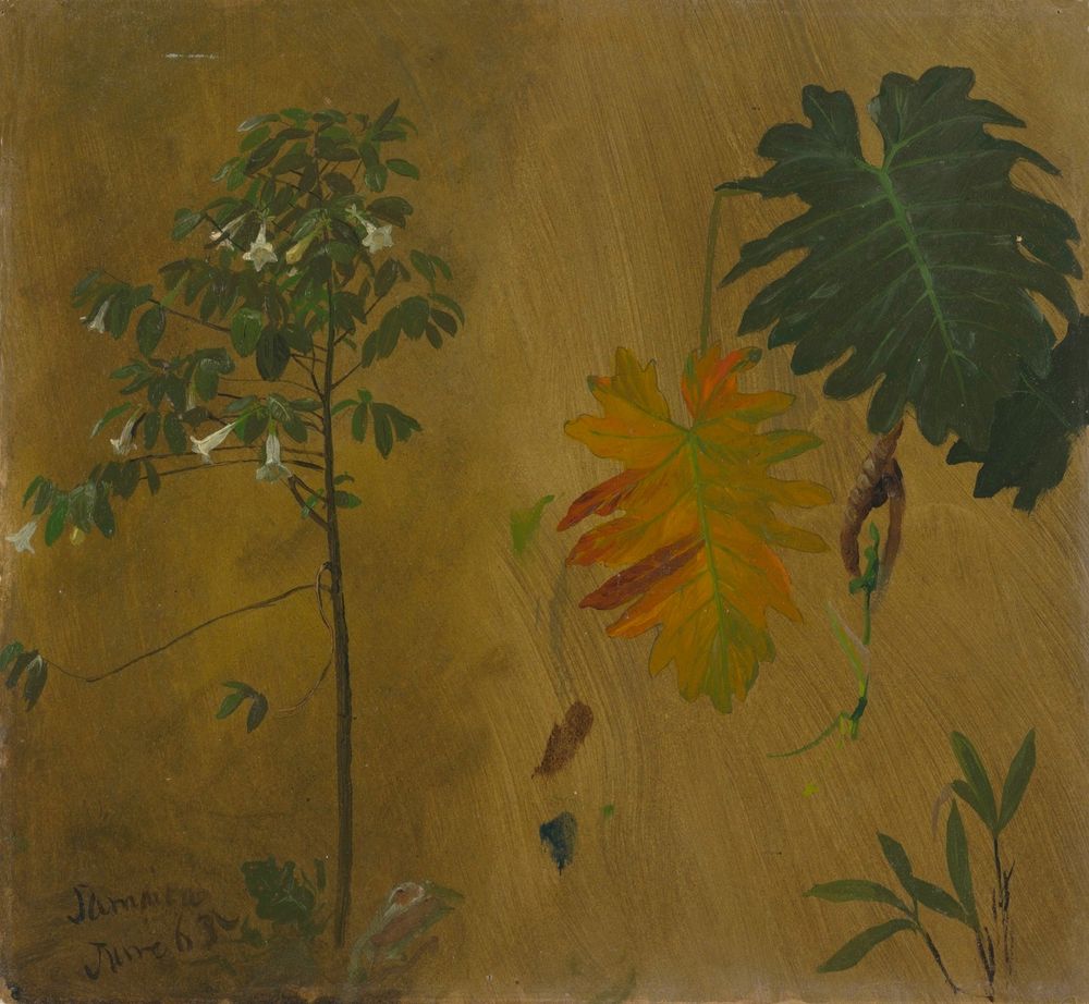 Botanical Studies from Jamaica, West Indies - by Frederic Edwin Church