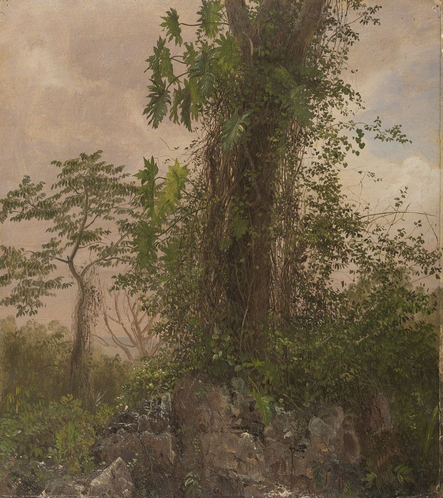 Fig Tree and Wild Philodendron - by Frederic Edwin Church