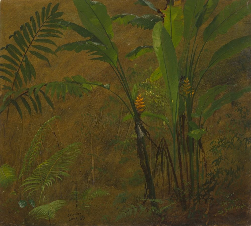 Botanical Studies from Jamaica, West Indies - by Frederic Edwin Church