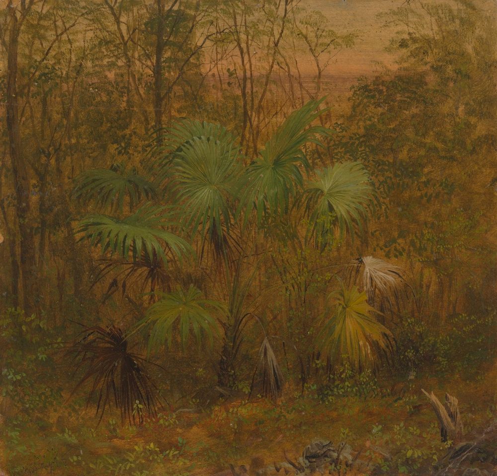 Thatch Palm, Jamaica - by Frederic Edwin Church