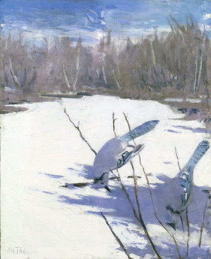 Blue Jays in Winter, study for book Concealing Coloration in the Animal Kingdom - by Abbott Handerson Thayer