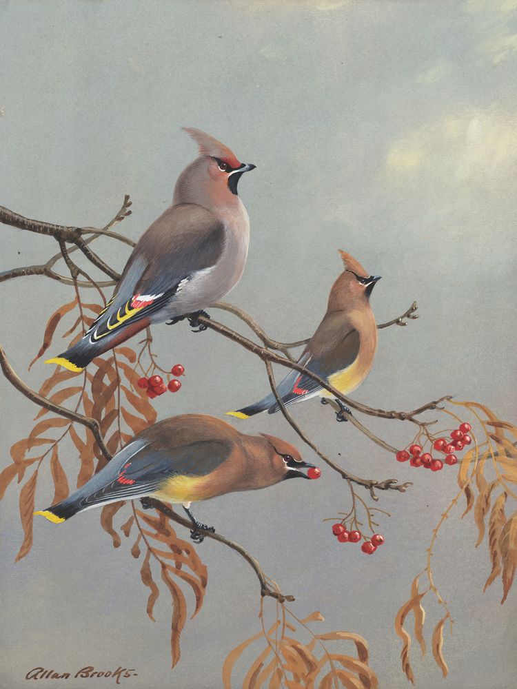 Bohemian Waxwing/Cedar Waxwing - by Allan Brooks