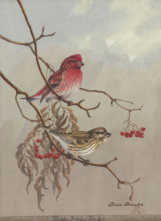 Purple Finch - by Allan Brooks