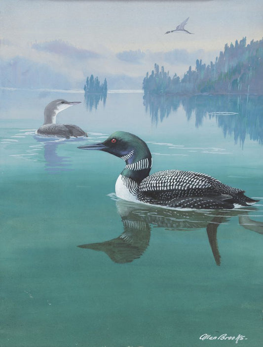 Common Loon - by Allan Brooks