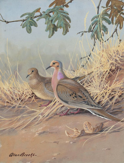 Mourning Dove - by Allan Brooks