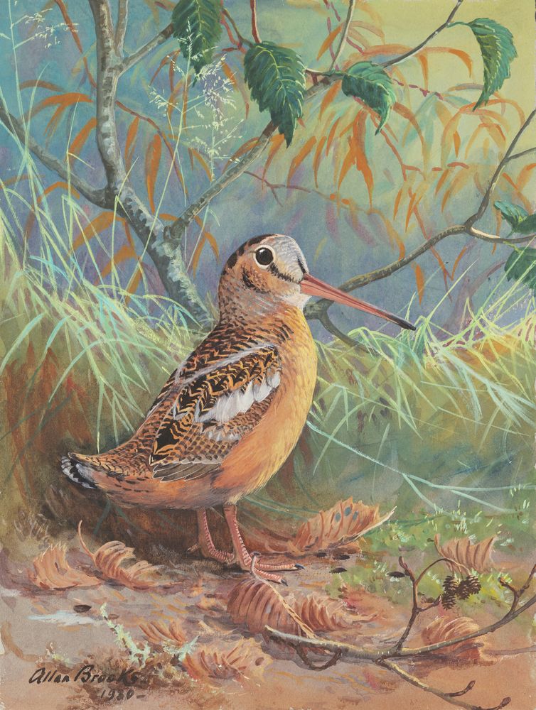 American Woodcock - by Allan Brooks