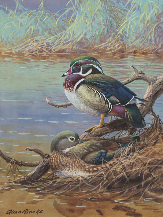 Wood Duck - by Allan Brooks