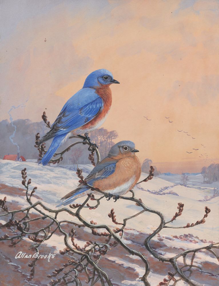 Eastern Bluebird - by Allan Brooks