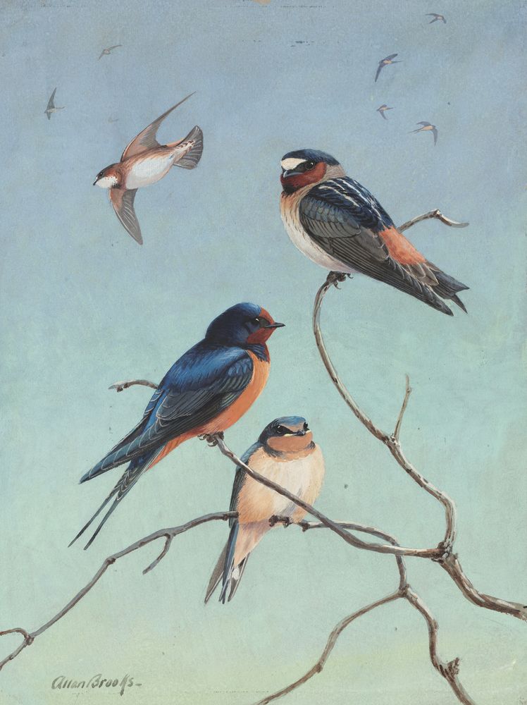 Cliff Swallow/ Barn Swallow - by Allan Brooks