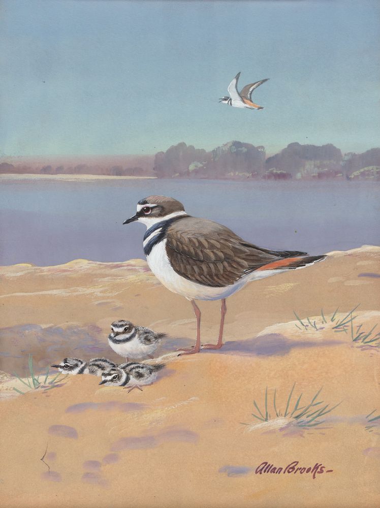 Killdeer - by Allan Brooks