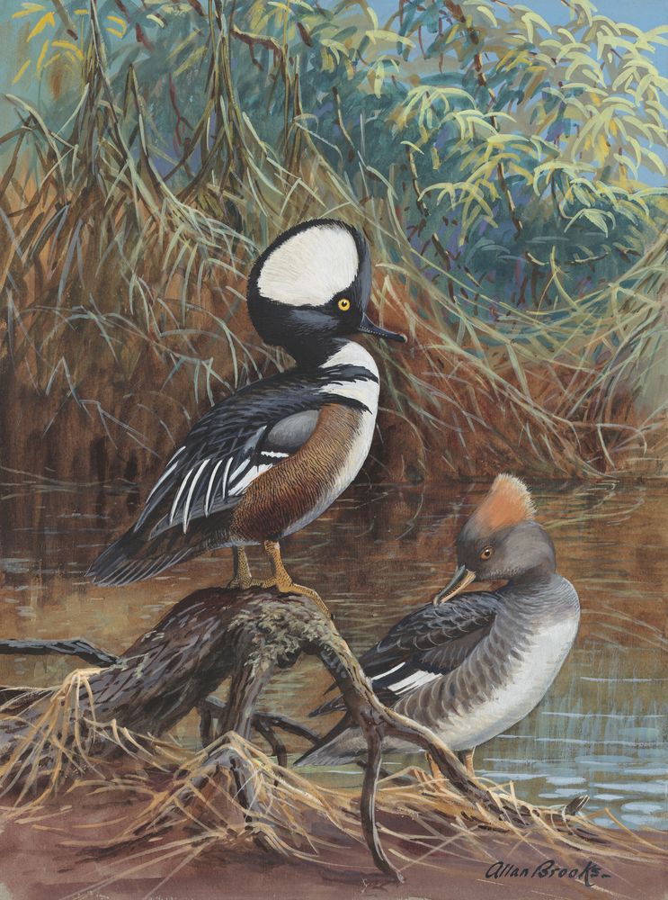 Hooded Merganser - by Allan Brooks