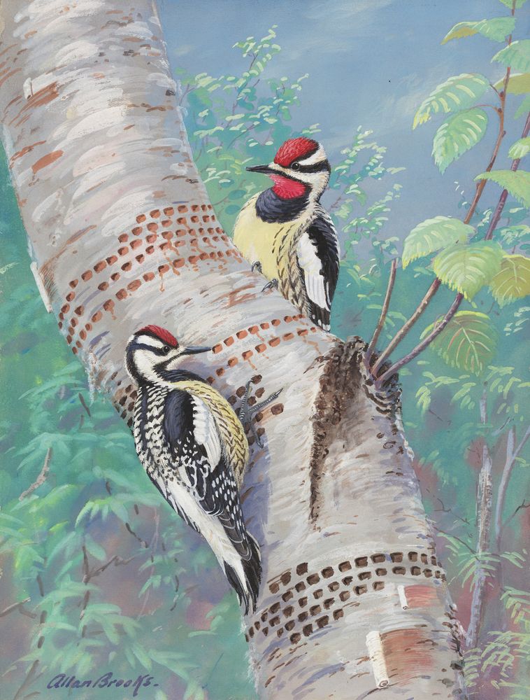 Sapsucker - by Allan Brooks