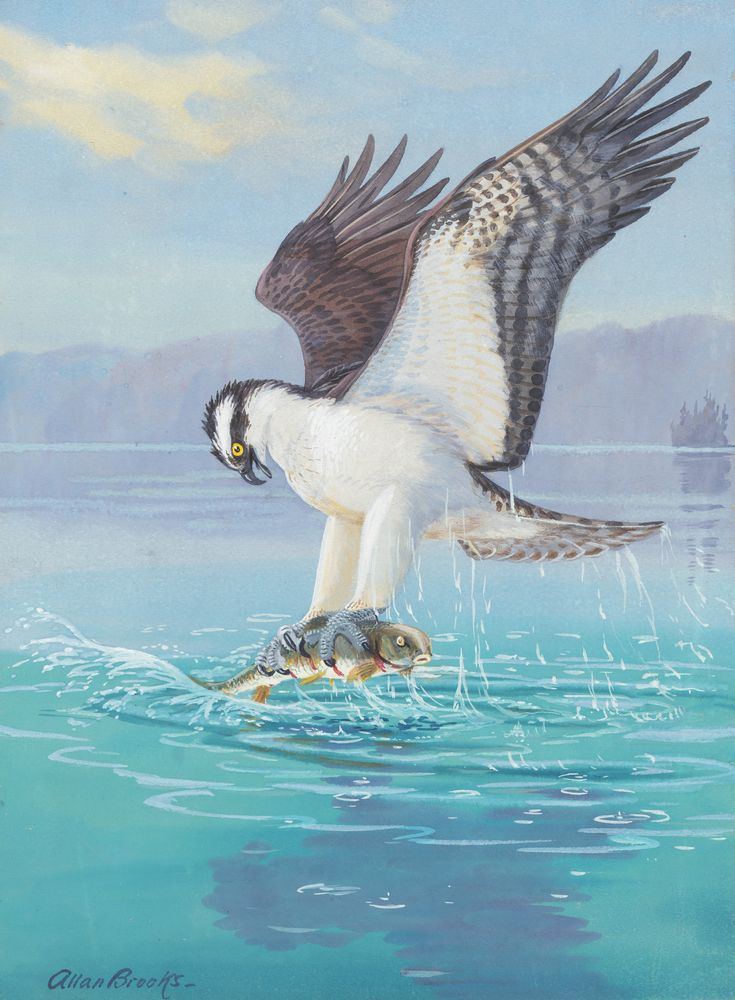 Osprey - by Allan Brooks