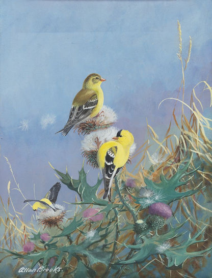 American Goldfinch - by Allan Brooks