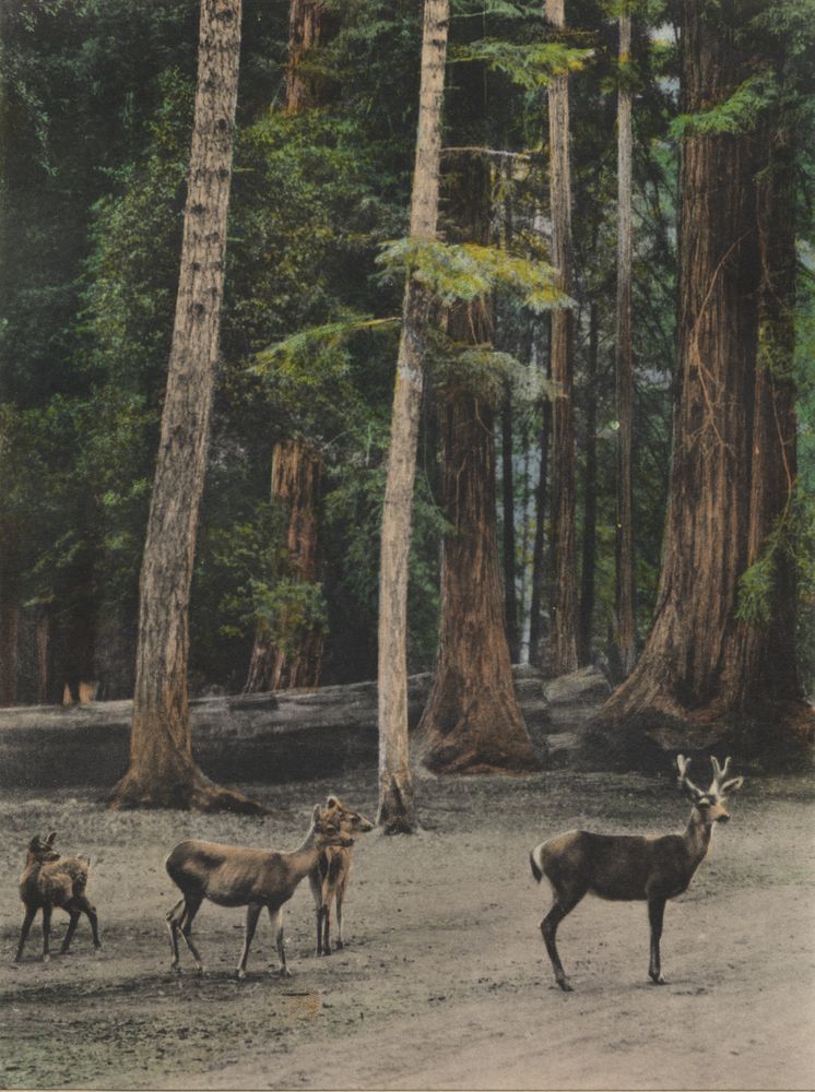 Wild Buck, Two Does and Fawn - by Andrew P. Hill