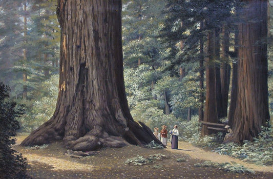 California Redwood Park, 1915 - by Andrew P. Hill