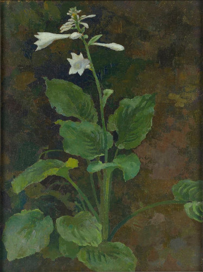 Hosta - by Xu Beihong