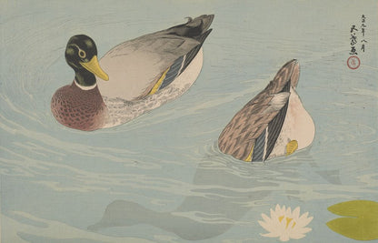 A pair of ducks - by Goyō Hashiguchi