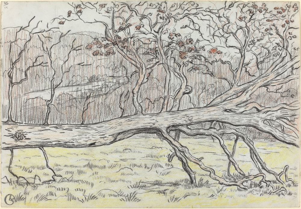 Felled Tree, Normandy - by Georges Lacombe