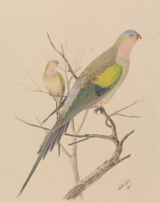 Princess Parrot, Polytelis alexandrae - by Neville Henry Cayley