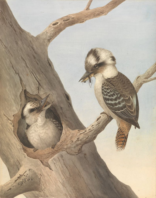 Laughing Kookaburra, Dacelo novaeguineae - by Neville Henry Cayley