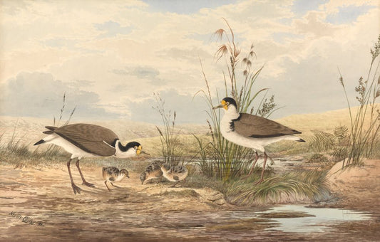 Masked Lapwing, Vanellus miles novaehollandiae - by Neville Henry Cayley