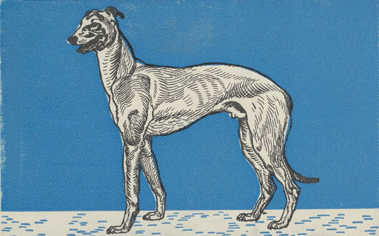 Greyhound - by Moriz Jung