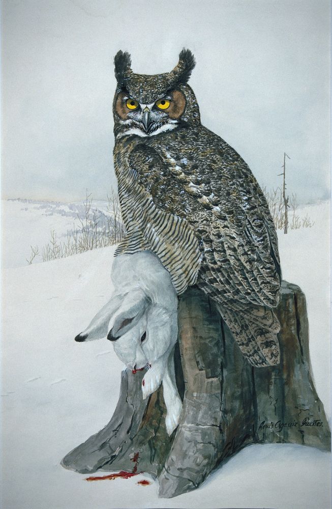 Great Horned Owl - by Louis Agassiz Fuertes