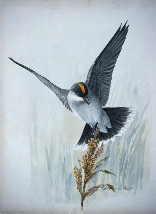 Eastern Kingbird - by Louis Agassiz Fuertes