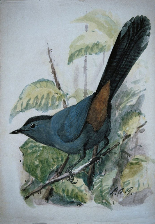 Gray Catbird - by Louis Agassiz Fuertes