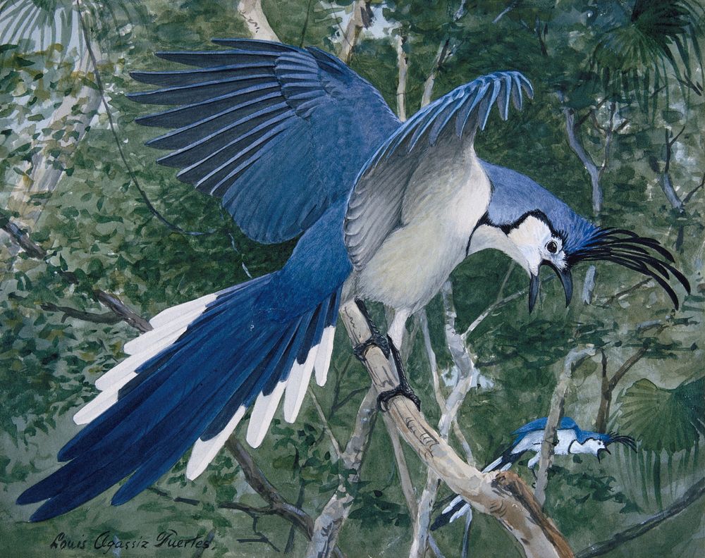 Magpie Jay - by Louis Agassiz Fuertes