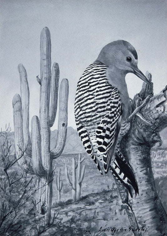 Gila Woodpecker - by Louis Agassiz Fuertes