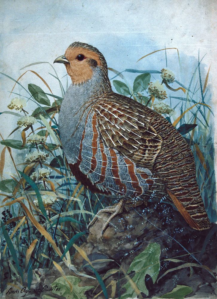 Gray Partridge - by Louis Agassiz Fuertes