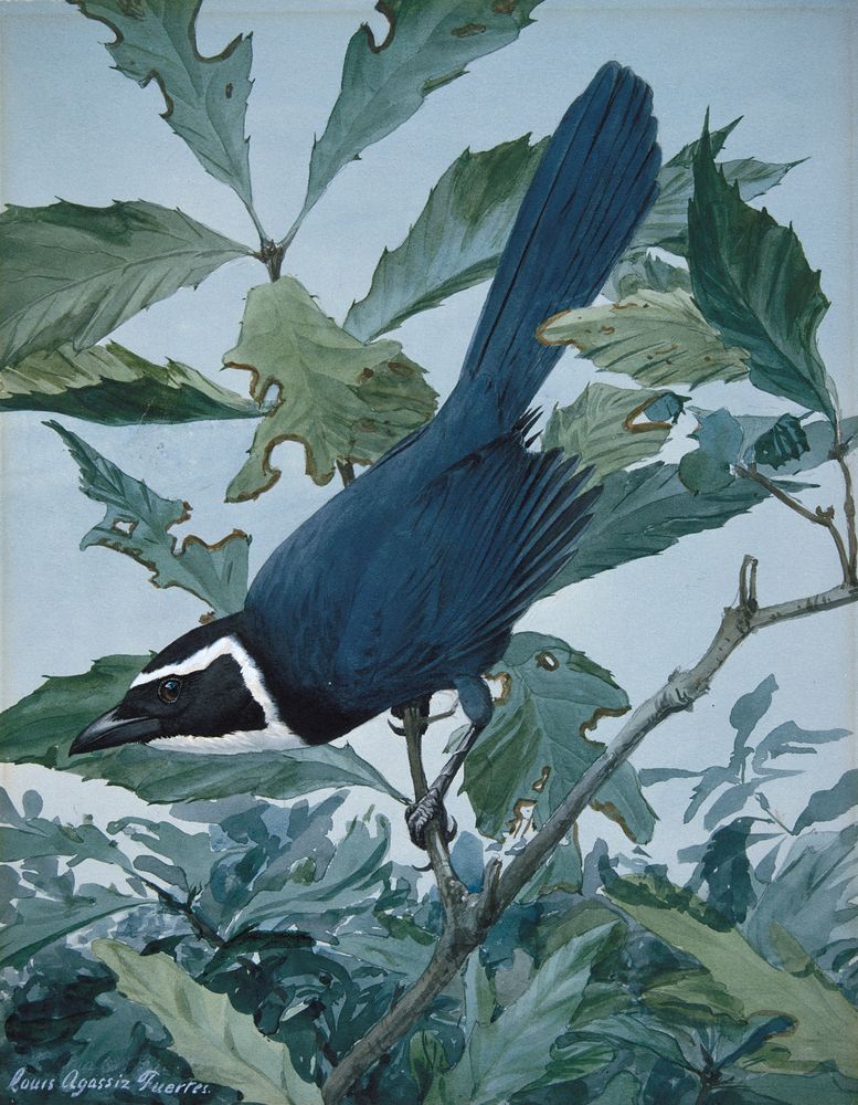 White-throated Jay - by Louis Agassiz Fuertes