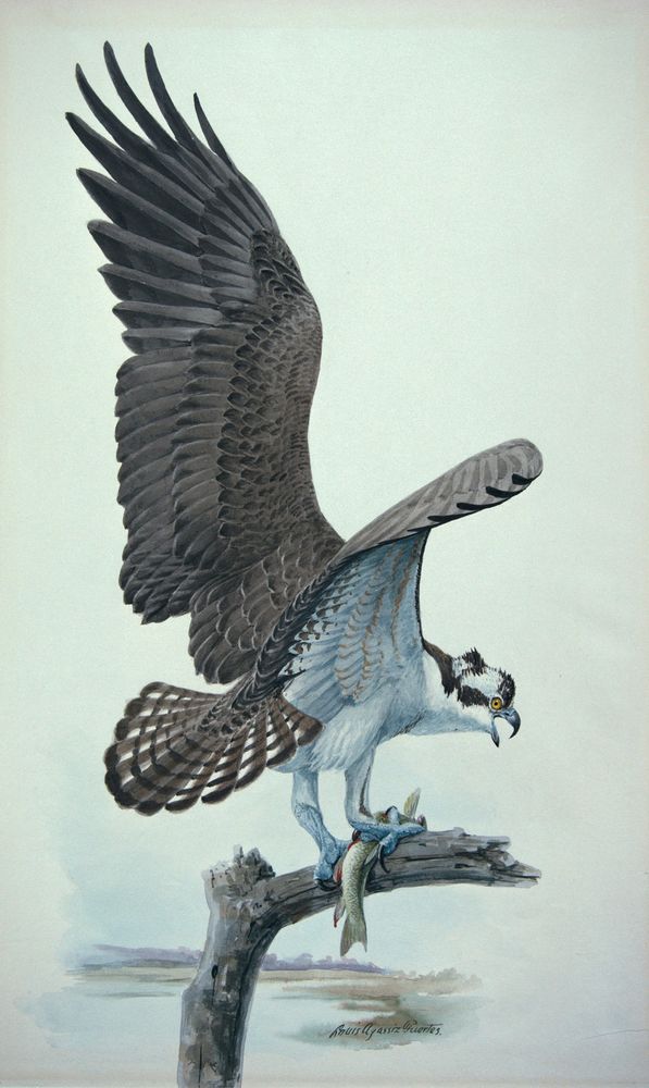 Osprey - by Louis Agassiz Fuertes