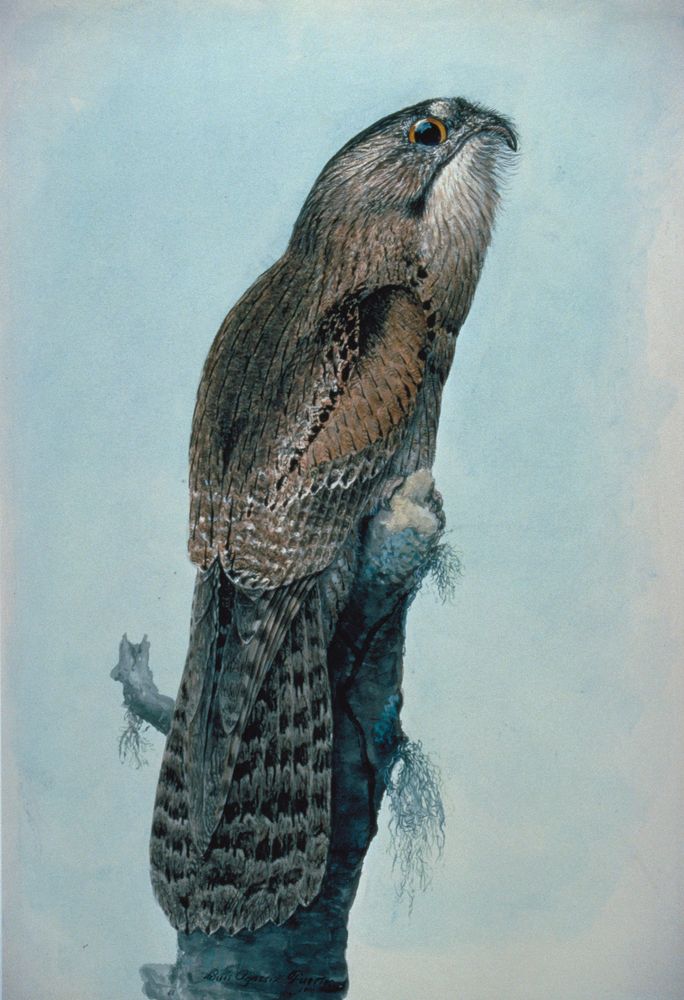 Common Potoo - by Louis Agassiz Fuertes