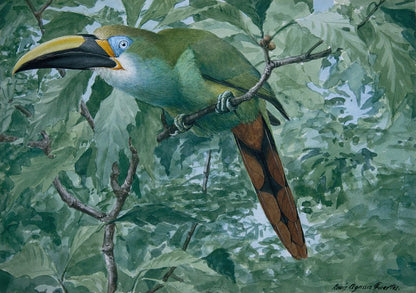 Emerald Toucanet - by Louis Agassiz Fuertes