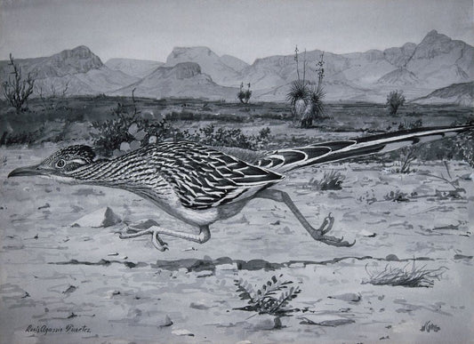 Roadrunner - by Louis Agassiz Fuertes