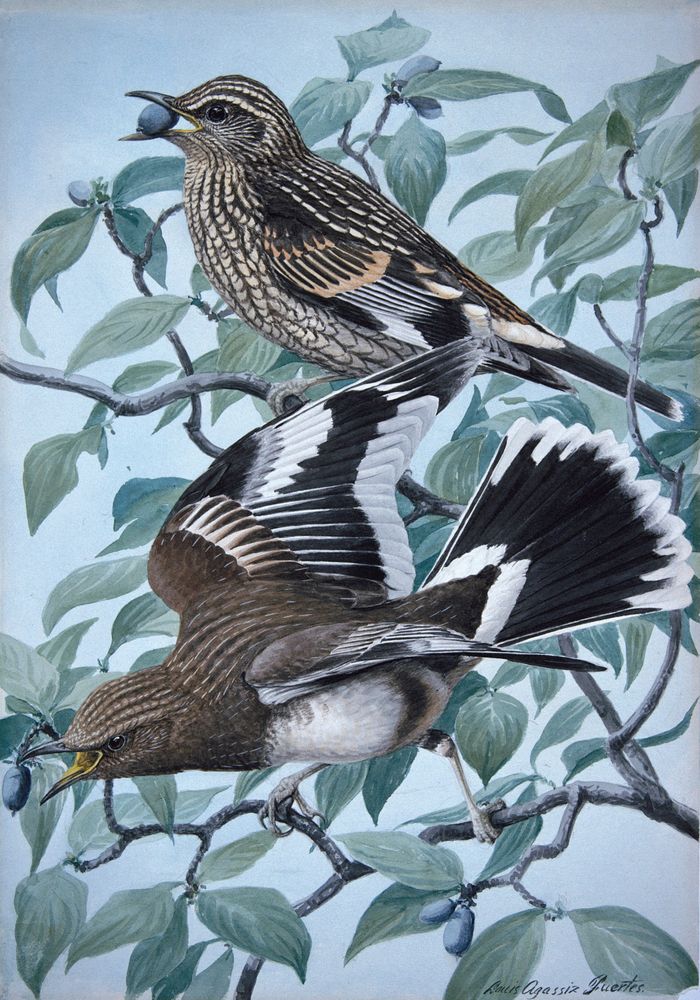 Aztec Thrushes - by Louis Agassiz Fuertes