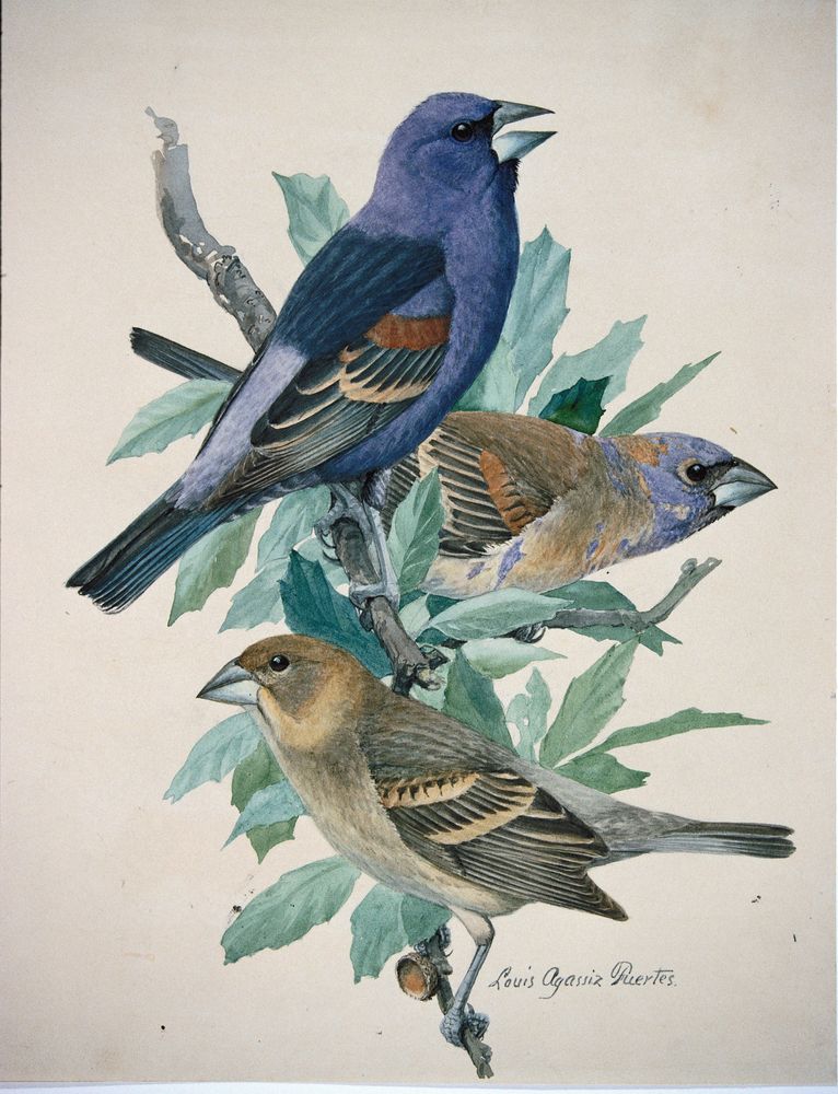 Blue Grosbeak - by Louis Agassiz Fuertes