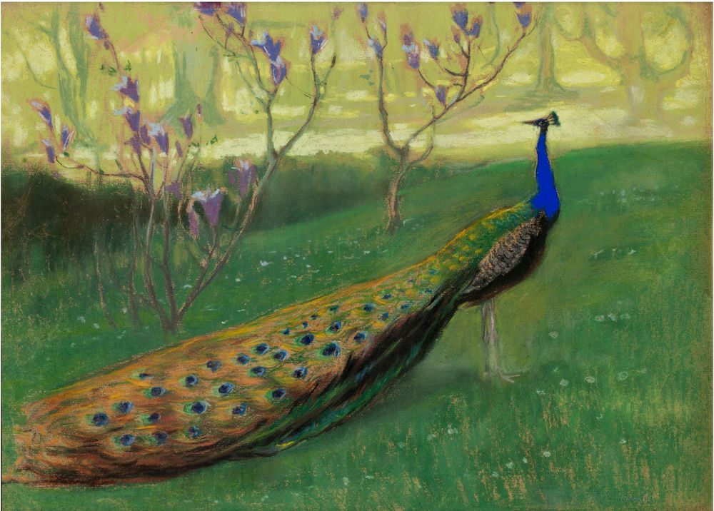 Peacock - by Kazimierz Stabrowski