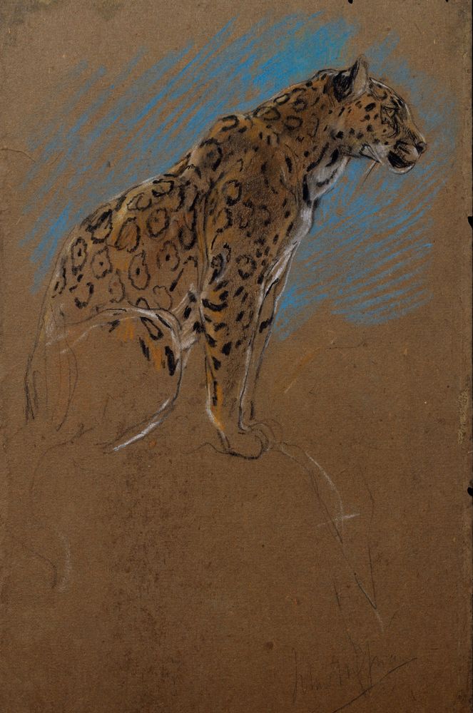 Study of a Jaguar - by John Macallan Swan