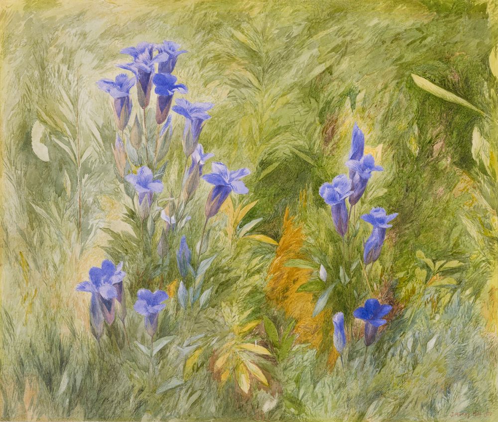 Gentians - by John Henry Hill