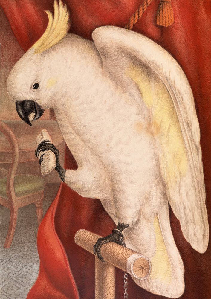 Great Sulphur-Crested Cockatoo, Plyctolophus galeritus - by James Whitley Sayer